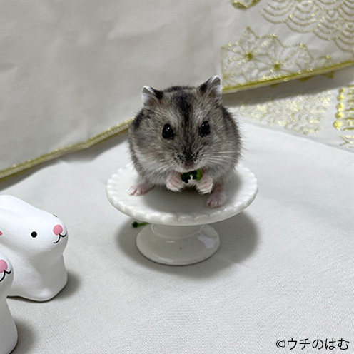 撮影はごはんタイムに